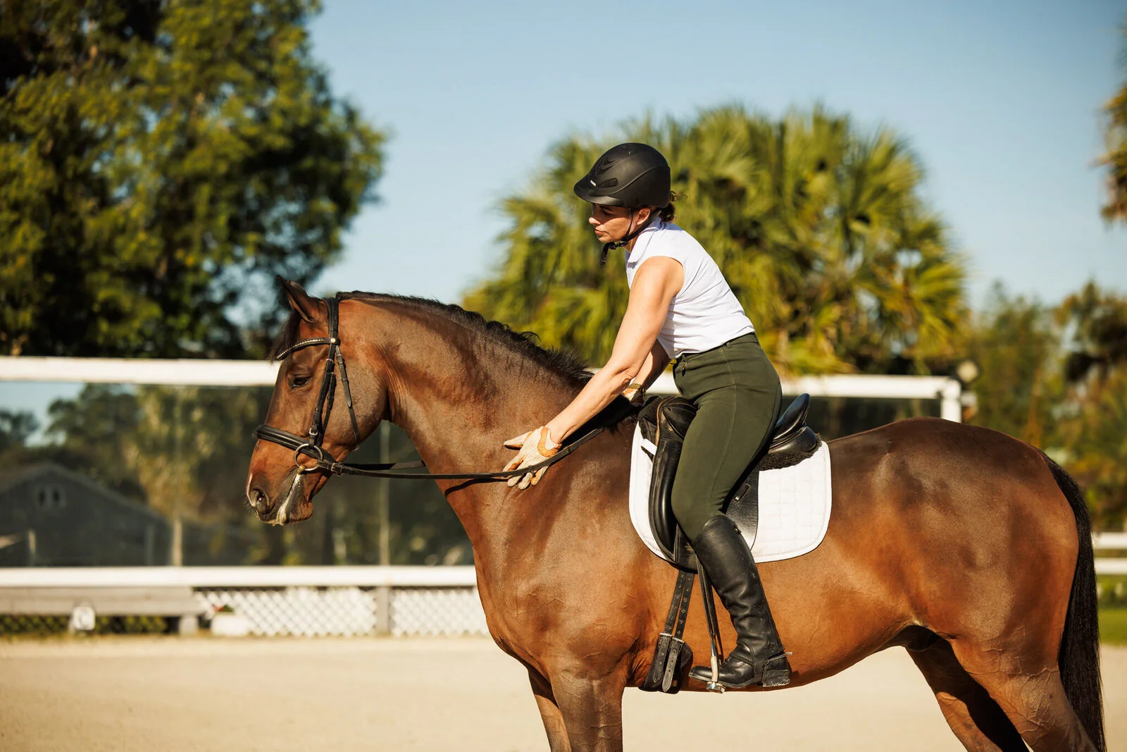Laura Ashley Dressage Portrait